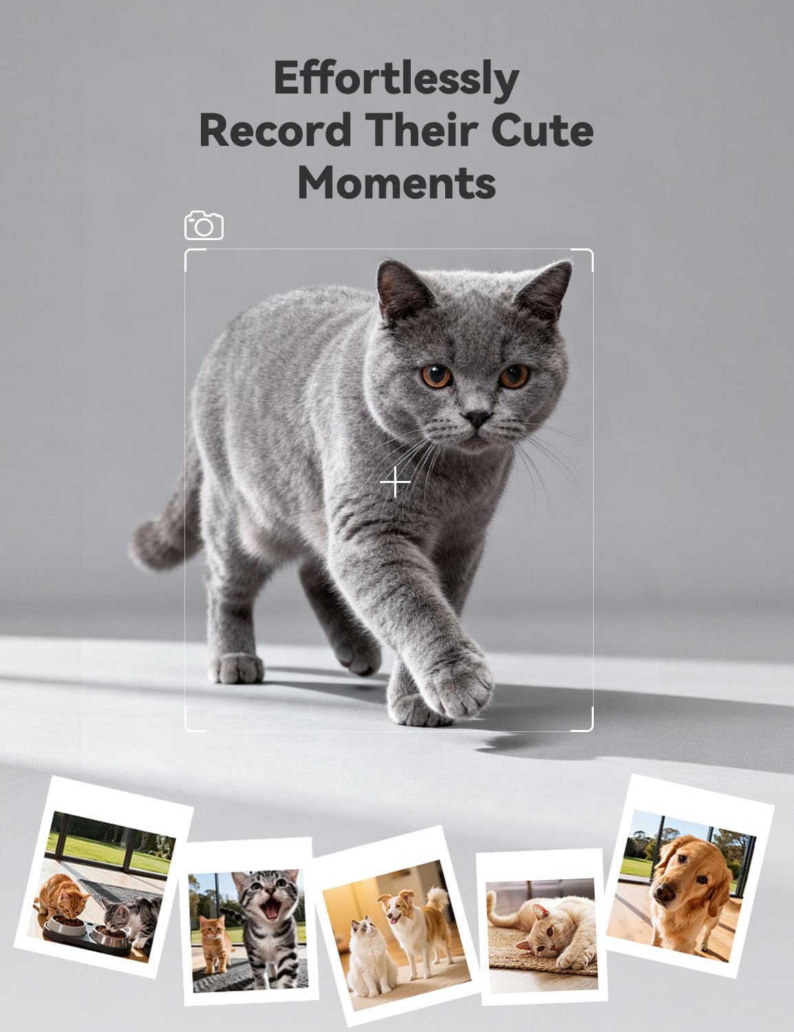 WOPET Automatic Cat and Dog Feeder