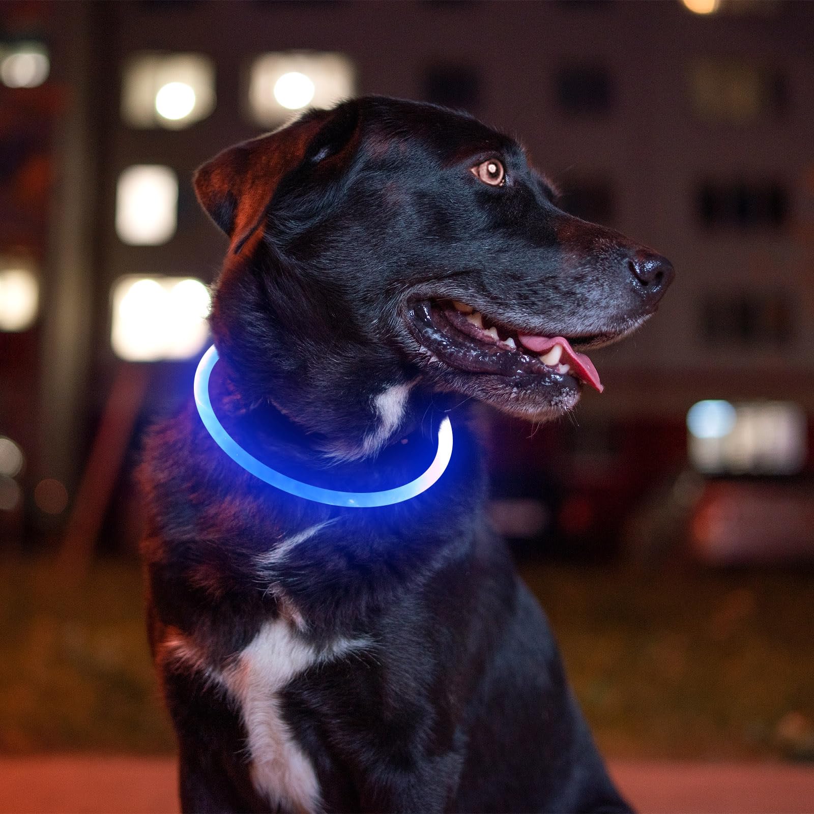 Rechargeable LED Dog Safety Collar