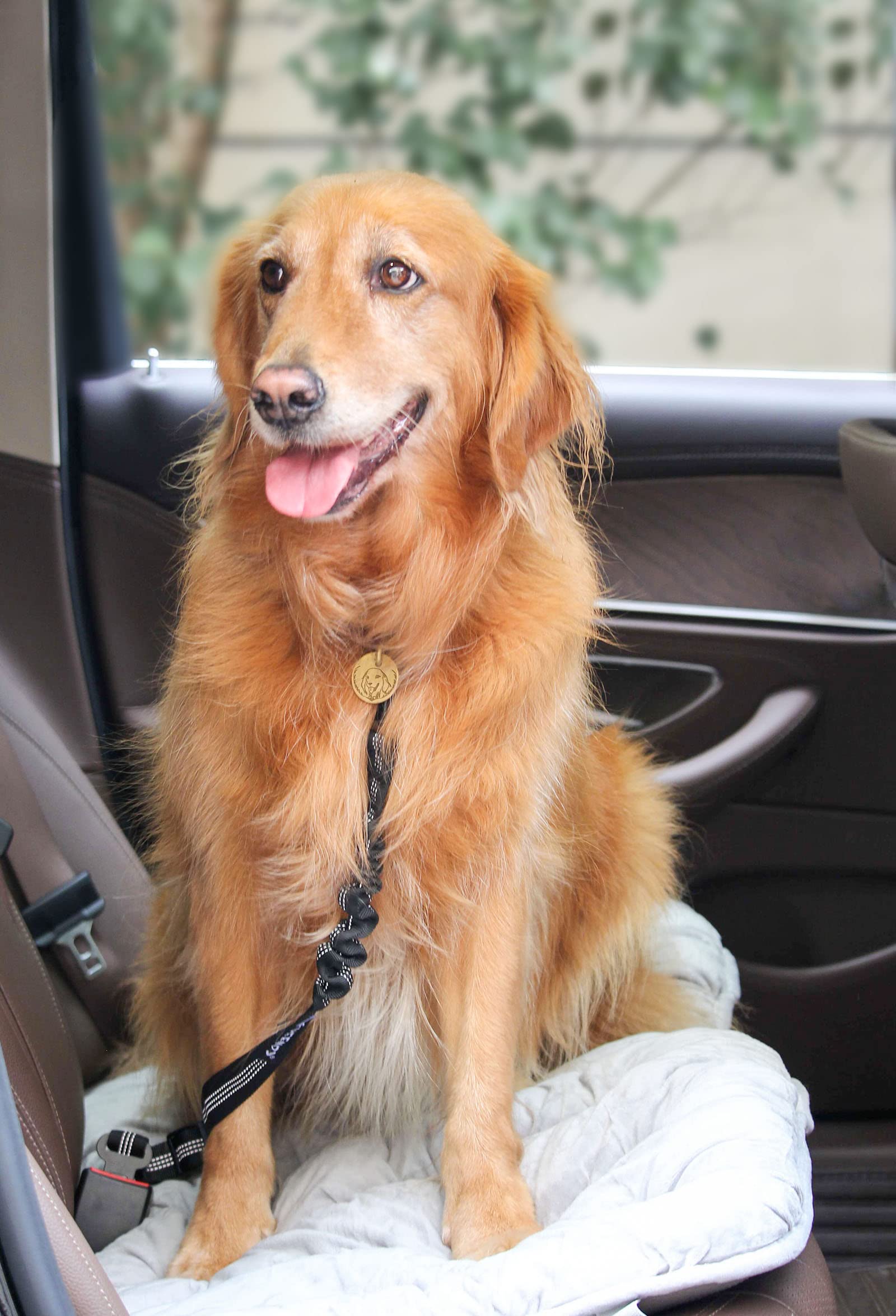 Dog Selt Belt