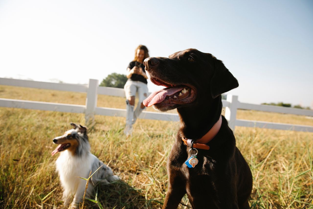 ORDER SMART PET ESSENTIALS