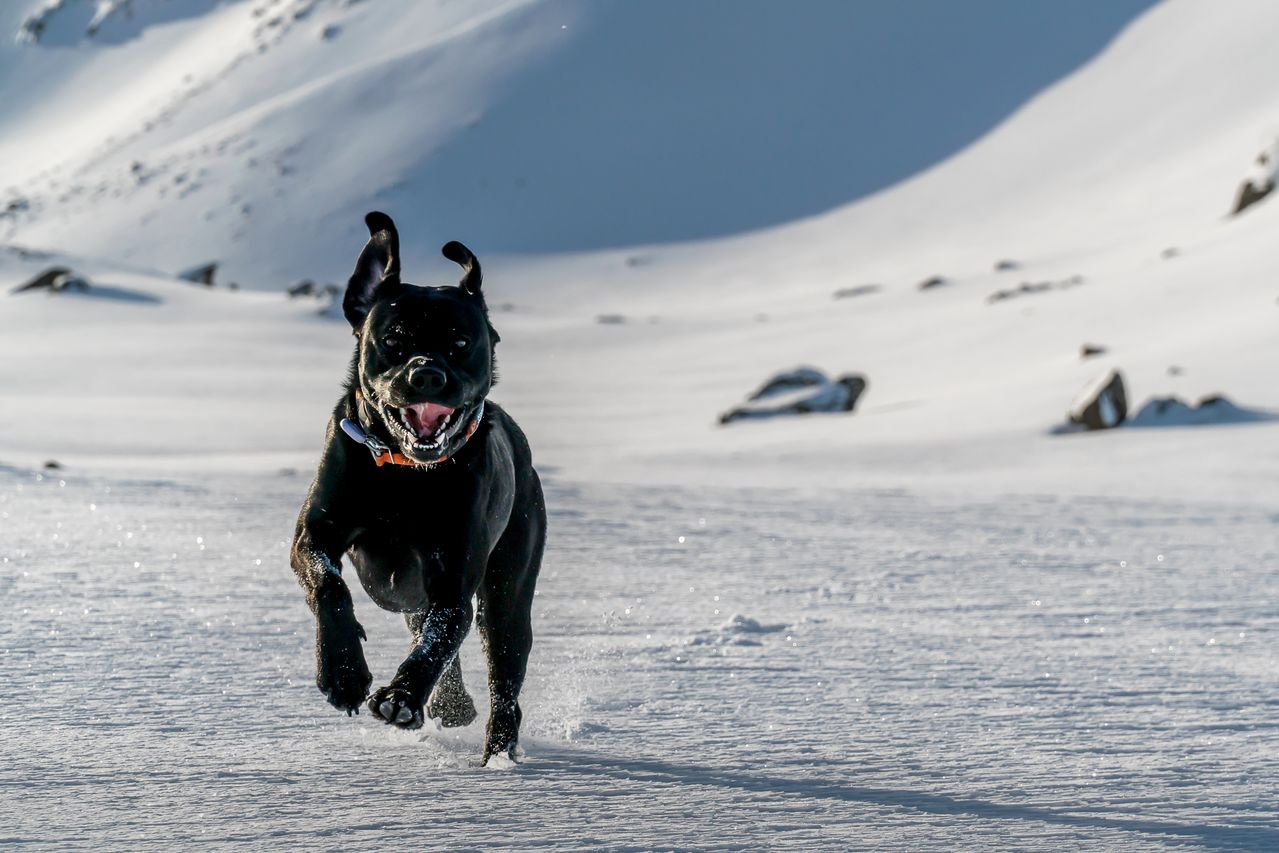 Smart Safety For Every Pet