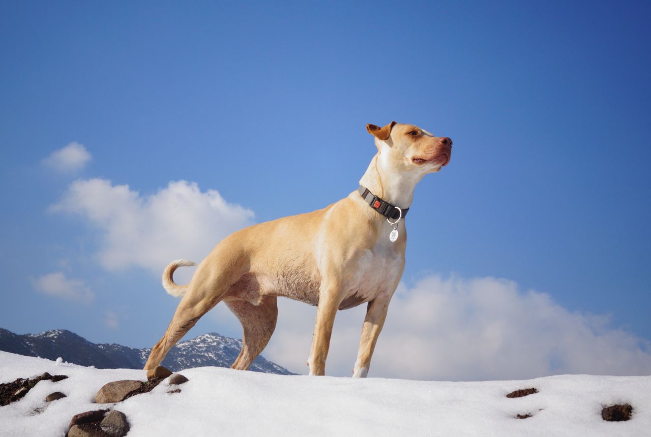 Connected Pet Safety & Care